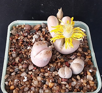 Нажмите на изображение для увеличения.  Название:	Lithops steineckeana  C388.jpg Просмотров:	0 Размер:	272.3 Кб ID:	495613