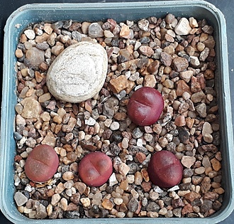 Нажмите на изображение для увеличения.

Название:	Conophytum maughanii.jpg
Просмотров:	751
Размер:	359.6 Кб
ID:	495617