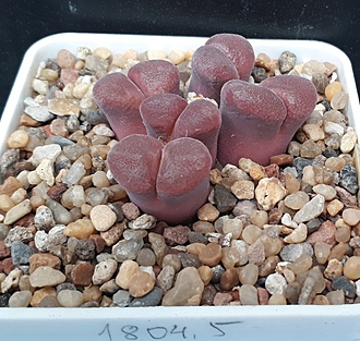 Нажмите на изображение для увеличения.

Название:	Conophytum Ophthalmophyllum 1804.5-triebneri purple grey surface, giant white flowers.jpg
Просмотров:	732
Размер:	262.5 Кб
ID:	495618