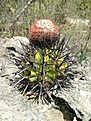 Нажмите на изображение для увеличения.

Название:	Melocactus acunae Rio Tacre.jpg
Просмотров:	505
Размер:	313.0 Кб
ID:	495702