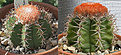 Нажмите на изображение для увеличения.

Название:	Melocactus_matanzus.jpg
Просмотров:	530
Размер:	236.8 Кб
ID:	495703