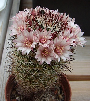Нажмите на изображение для увеличения.

Название:	Mammillaria fittkaui.jpg
Просмотров:	410
Размер:	202.3 Кб
ID:	495802