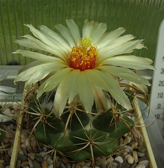 Нажмите на изображение для увеличения.

Название:	Coryphantha calipensis SB1390.jpg
Просмотров:	393
Размер:	93.2 Кб
ID:	495803