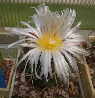 Нажмите на изображение для увеличения.

Название:	Thelocactus hexaedrophorus v. labouretianus1.jpg
Просмотров:	379
Размер:	99.8 Кб
ID:	495804