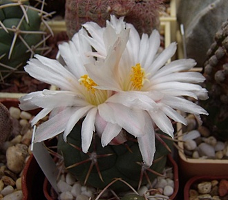Нажмите на изображение для увеличения.

Название:	Thelocactus hexaedrophorus v. lloydii SB 113.jpg
Просмотров:	380
Размер:	78.9 Кб
ID:	495805
