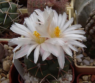 Нажмите на изображение для увеличения.

Название:	Thelocactus hexaedrophorus v. lloydii SB 113.jpg
Просмотров:	374
Размер:	78.9 Кб
ID:	495805