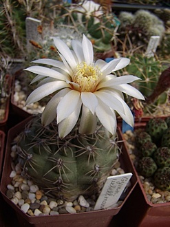 Нажмите на изображение для увеличения.

Название:	Gymnocalycium uebellmannianus.jpg
Просмотров:	394
Размер:	142.0 Кб
ID:	495809