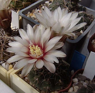 Нажмите на изображение для увеличения.

Название:	Gymnocalycium stellatum VG 271.jpg
Просмотров:	396
Размер:	99.1 Кб
ID:	495810