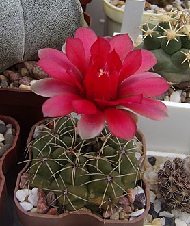 Нажмите на изображение для увеличения.

Название:	Gymnocalycium baldianum.jpg
Просмотров:	392
Размер:	206.8 Кб
ID:	495811