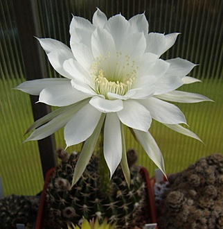 Нажмите на изображение для увеличения.

Название:	Pseudolobivia ancistrophora1 VG763.jpg
Просмотров:	377
Размер:	84.7 Кб
ID:	495813