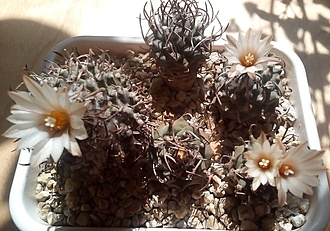 Нажмите на изображение для увеличения.

Название:	Turbinicarpus-klinkerianus-Socolov.jpg
Просмотров:	396
Размер:	199.3 Кб
ID:	495815