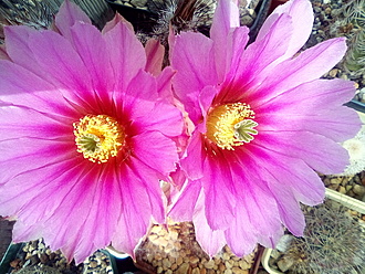 Нажмите на изображение для увеличения.

Название:	IMG_20210608_135243.jpg
Просмотров:	373
Размер:	281.5 Кб
ID:	495830