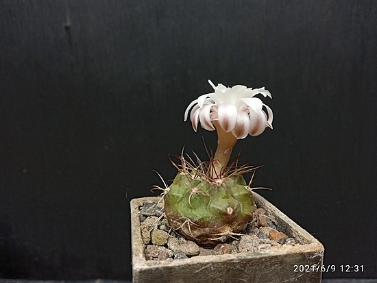 Нажмите на изображение для увеличения.

Название:	Gymnocalycium anisitsi ssp.volkeri VoS 01-39 2.004.jpg
Просмотров:	477
Размер:	130.6 Кб
ID:	495955