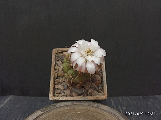 Нажмите на изображение для увеличения.

Название:	Gymnocalycium anisitsi ssp.volkeri VoS 01-39 2.005.jpg
Просмотров:	474
Размер:	111.7 Кб
ID:	495956