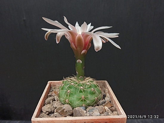 Нажмите на изображение для увеличения.

Название:	Gymnocalycium erinaceum HT 87-3-1637 002.jpg
Просмотров:	491
Размер:	132.1 Кб
ID:	495957