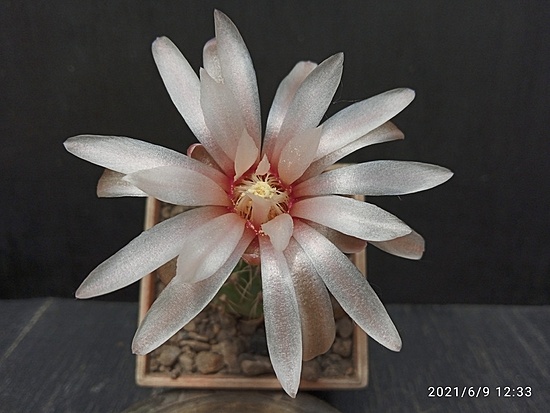 Нажмите на изображение для увеличения.

Название:	Gymnocalycium erinaceum HT 87-3-1637 003.jpg
Просмотров:	484
Размер:	137.7 Кб
ID:	495958