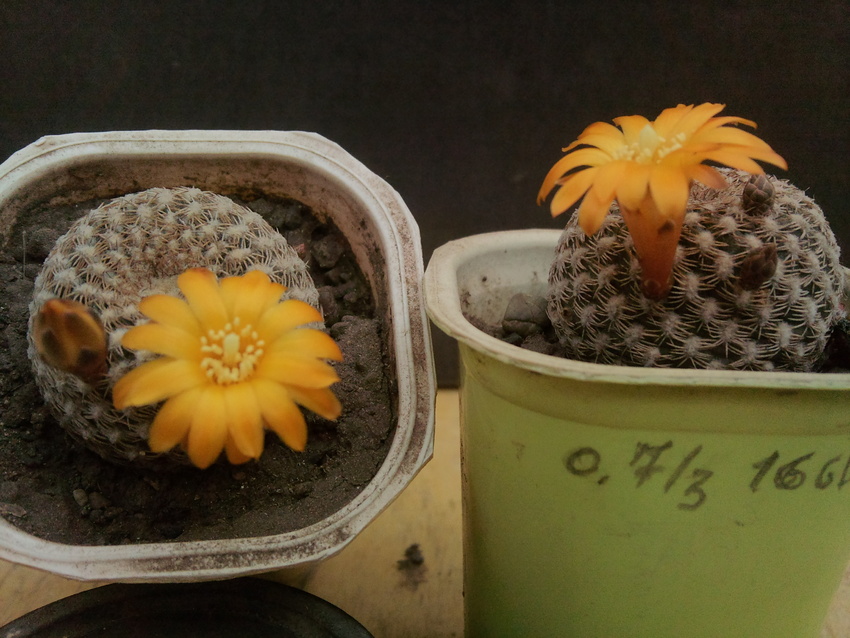 Нажмите на изображение для увеличения.

Название:	Sulcorebutia arenacea 3&amp;4.004.jpg
Просмотров:	823
Размер:	201.5 Кб
ID:	495966