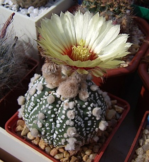 Нажмите на изображение для увеличения.

Название:	Astrophytum asterias cv. hanazono1.jpg
Просмотров:	421
Размер:	183.7 Кб
ID:	496284