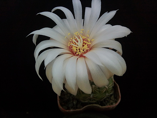 Нажмите на изображение для увеличения.  Название:	Gymnocalycium mesopotamicum aff.P 241 005.jpg Просмотров:	0 Размер:	111.7 Кб ID:	496402