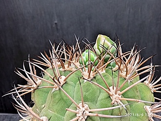 Нажмите на изображение для увеличения.  Название:	Gymnocalycium comarapense 001.jpg Просмотров:	9 Размер:	214.6 Кб ID:	496469