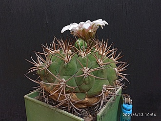 Нажмите на изображение для увеличения.  Название:	Gymnocalycium comarapense 002.jpg Просмотров:	9 Размер:	176.4 Кб ID:	496470