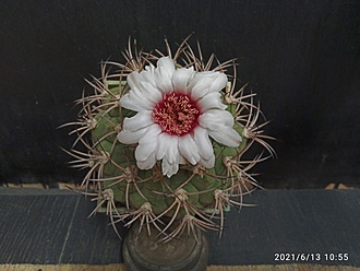 Нажмите на изображение для увеличения.  Название:	Gymnocalycium comarapense 003.jpg Просмотров:	9 Размер:	141.1 Кб ID:	496471