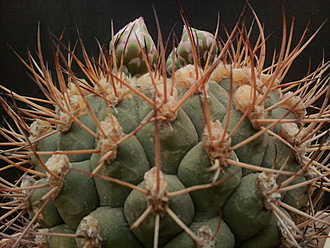 Нажмите на изображение для увеличения.  Название:	Gymnocalycium izozogsi 001.jpg Просмотров:	7 Размер:	235.3 Кб ID:	496475