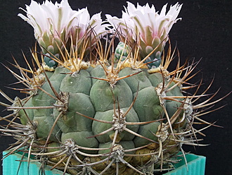 Нажмите на изображение для увеличения.  Название:	Gymnocalycium izozogsi 004.jpg Просмотров:	7 Размер:	249.2 Кб ID:	496476