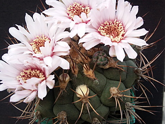 Нажмите на изображение для увеличения.  Название:	Gymnocalycium izozogsi 005.jpg Просмотров:	7 Размер:	206.5 Кб ID:	496477