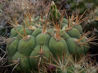 Нажмите на изображение для увеличения.  Название:	Gymnocalycium lagunillasense 2.001.jpg Просмотров:	7 Размер:	224.5 Кб ID:	496480