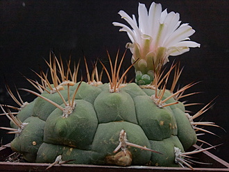 Нажмите на изображение для увеличения.  Название:	Gymnocalycium lagunillasense 2.004.jpg Просмотров:	7 Размер:	185.9 Кб ID:	496481