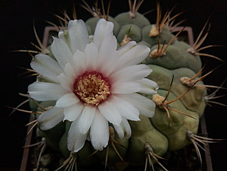 Нажмите на изображение для увеличения.  Название:	Gymnocalycium lagunillasense 2.005.jpg Просмотров:	7 Размер:	148.0 Кб ID:	496482