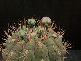 Нажмите на изображение для увеличения.  Название:	Gymnocalycium lagunillasense 4.001.jpg Просмотров:	6 Размер:	191.6 Кб ID:	496485