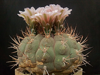 Нажмите на изображение для увеличения.  Название:	Gymnocalycium lagunillasense 4.002.jpg Просмотров:	6 Размер:	205.3 Кб ID:	496486