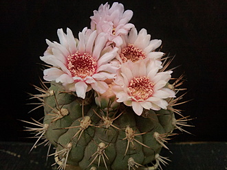 Нажмите на изображение для увеличения.  Название:	Gymnocalycium lagunillasense 4.004.jpg Просмотров:	6 Размер:	165.8 Кб ID:	496487