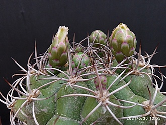 Нажмите на изображение для увеличения.  Название:	Gymnocalycium pflanzii 2.001 &amp; 001a.jpg Просмотров:	5 Размер:	189.1 Кб ID:	496489