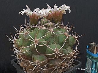 Нажмите на изображение для увеличения.  Название:	Gymnocalycium pflanzii 2.002.jpg Просмотров:	5 Размер:	180.5 Кб ID:	496490