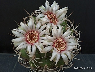 Нажмите на изображение для увеличения.  Название:	Gymnocalycium pflanzii 2.003.jpg Просмотров:	5 Размер:	163.3 Кб ID:	496491