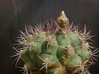 Нажмите на изображение для увеличения.  Название:	Gymnocalycium riograndensis 001.jpg Просмотров:	4 Размер:	210.7 Кб ID:	496494