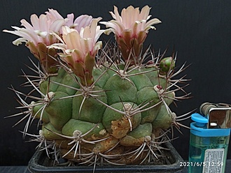 Нажмите на изображение для увеличения.  Название:	Gymnocalycium riograndensis 004.jpg Просмотров:	4 Размер:	183.5 Кб ID:	496495