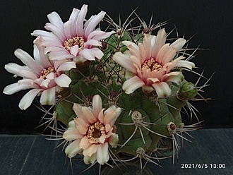 Нажмите на изображение для увеличения.  Название:	Gymnocalycium riograndensis 005.jpg Просмотров:	4 Размер:	169.4 Кб ID:	496496