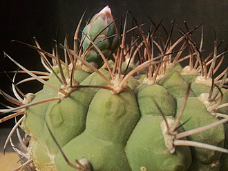 Нажмите на изображение для увеличения.  Название:	Gymnocalycium zegarrae  001.jpg Просмотров:	2 Размер:	195.2 Кб ID:	496499