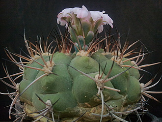 Нажмите на изображение для увеличения.  Название:	Gymnocalycium zegarrae  002.jpg Просмотров:	2 Размер:	203.4 Кб ID:	496500