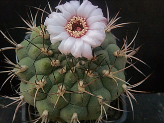 Нажмите на изображение для увеличения.  Название:	Gymnocalycium zegarrae  003.jpg Просмотров:	2 Размер:	175.9 Кб ID:	496501