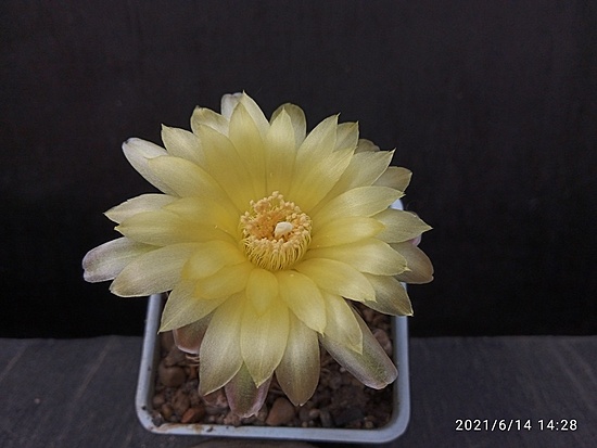 Нажмите на изображение для увеличения.  Название:	Gymnocalycium andreae v.svecianum 1.005.jpg Просмотров:	0 Размер:	114.2 Кб ID:	496565