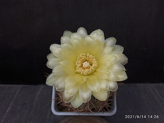 Нажмите на изображение для увеличения.  Название:	Gymnocalycium schatzlianum 008.jpg Просмотров:	0 Размер:	114.1 Кб ID:	496567