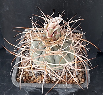 Нажмите на изображение для увеличения.  Название:	Gymnocalycium cardenasianum.jpg Просмотров:	0 Размер:	238.7 Кб ID:	496644