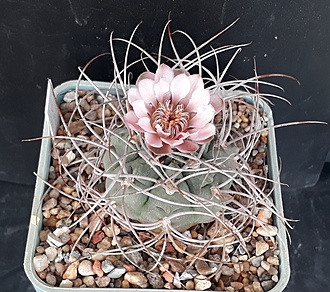 Нажмите на изображение для увеличения.  Название:	Gymnocalycium guanchinense var. mirandaense STO 83 Cuesta Miranda, La Rioja, 1550m.jpg Просмотров:	0 Размер:	267.9 Кб ID:	496645