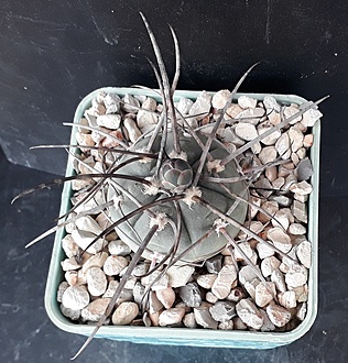 Нажмите на изображение для увеличения.  Название:	Gymnocalycium armatum.jpg Просмотров:	0 Размер:	295.8 Кб ID:	496646