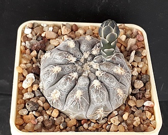 Нажмите на изображение для увеличения.  Название:	Gymnocalycium af.nataliae VG709.jpg Просмотров:	0 Размер:	249.7 Кб ID:	496647